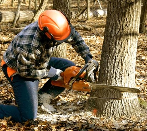 Tree Removal in Hooven, OH